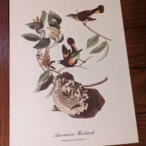 American Restart (Setophaga Ruticilla) 9 x 12 Audubon Vintage Fine Art Print